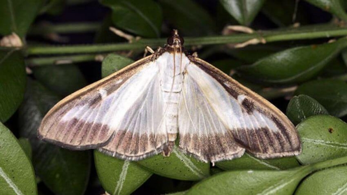 boxwood moth