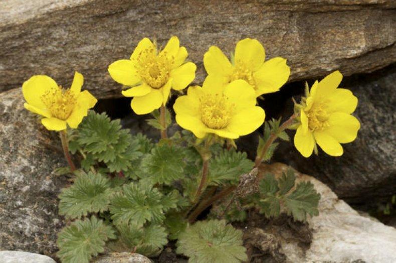 ¿Qué flores perennes se pueden plantar en una tumba? Las 35 mejores para un cementerio.