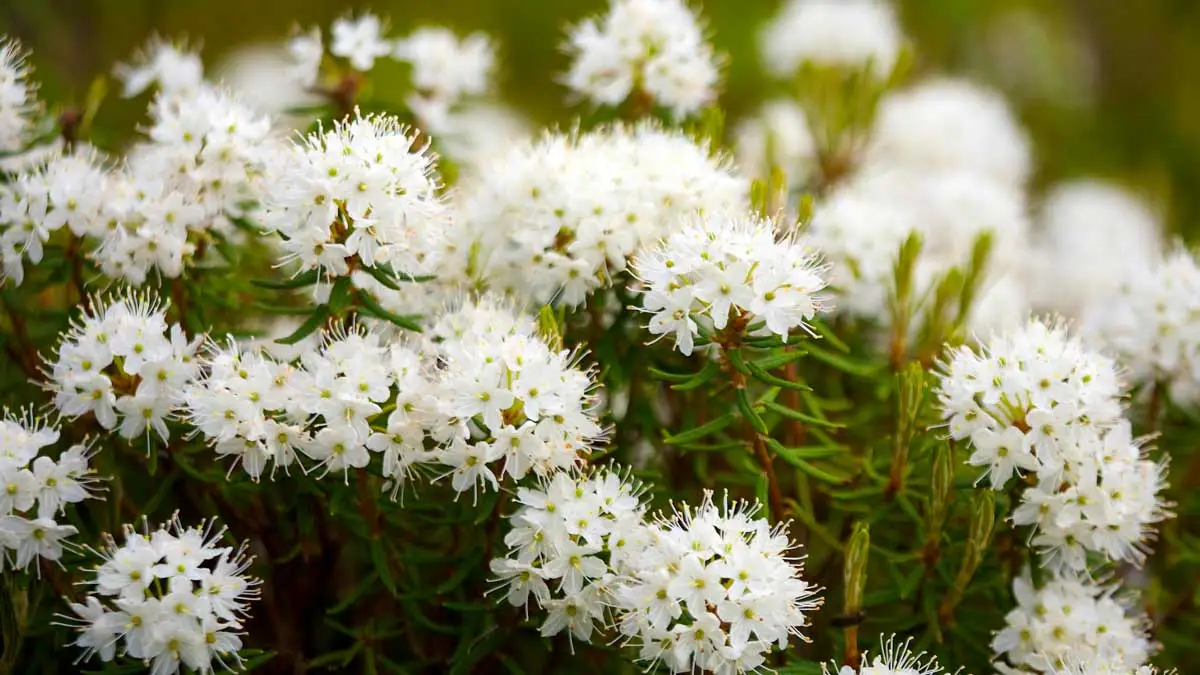 Marsh wild rosemary