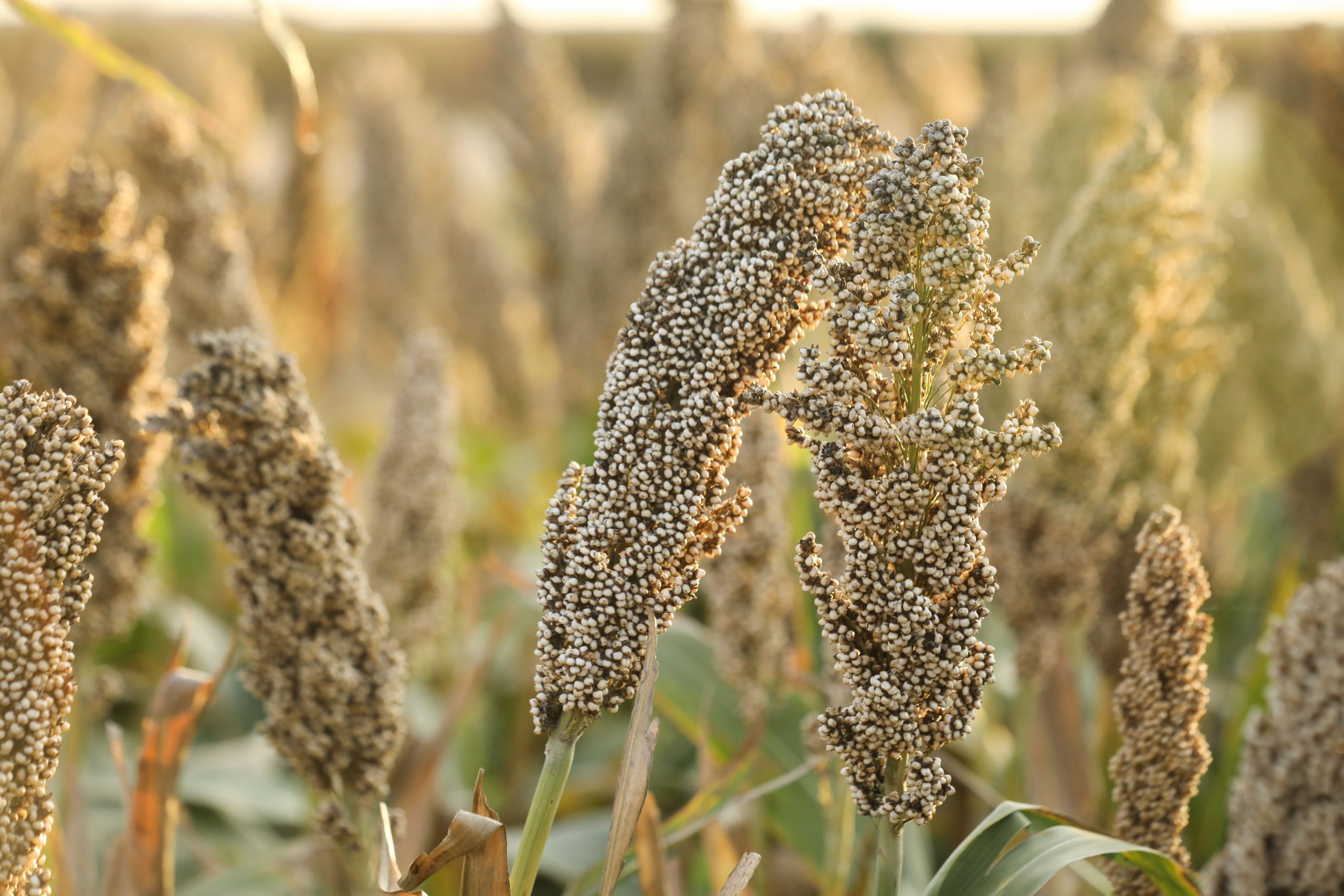 Mga uri at uri ng sorghum field