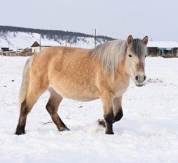 krásný kůň