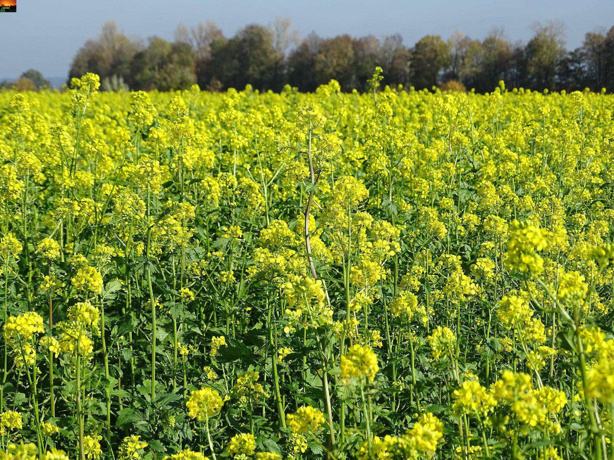 mustard green manure