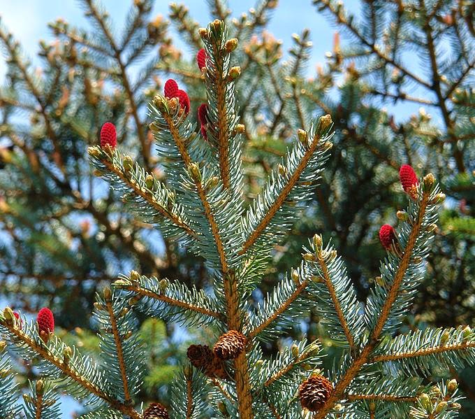 Ayan spruce tree 