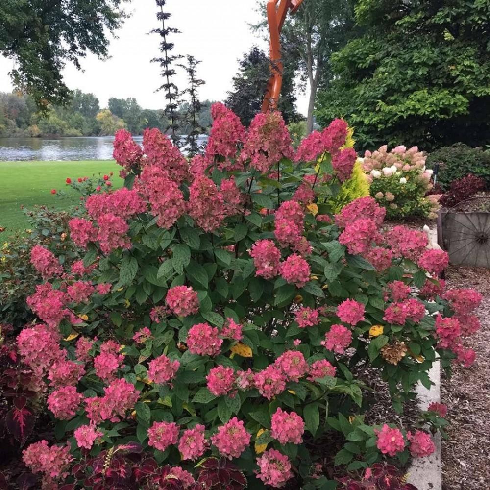 Hydrangea paniculata Vims Red