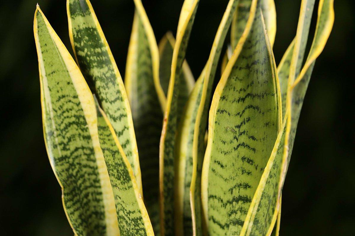 sansevieria