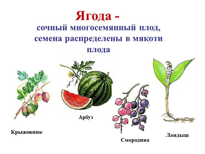 Was sind die Unterschiede zwischen Beeren und Früchten?