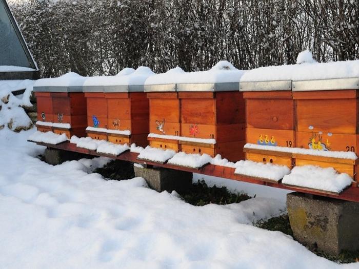 wintering of bees