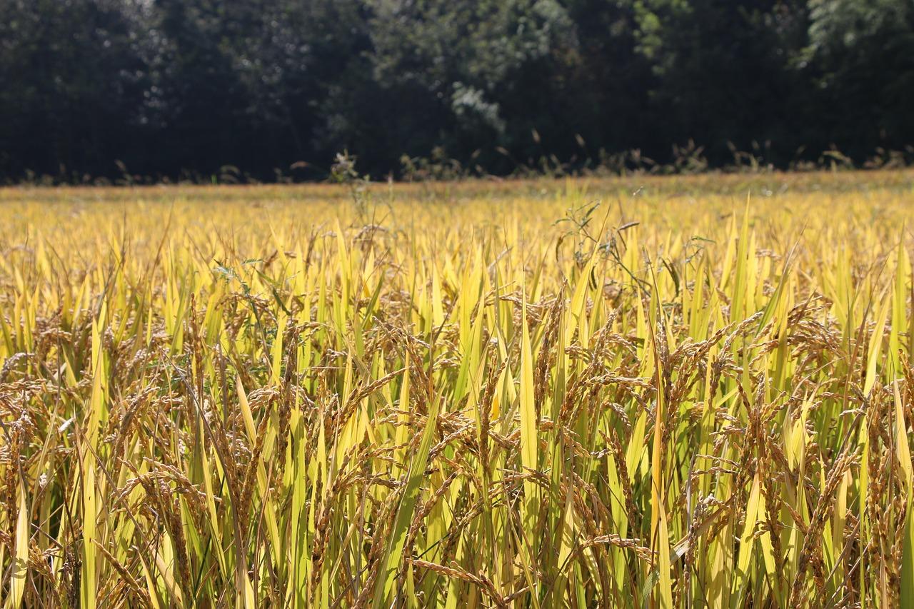 tinubuang lupa at pamilya ng palay