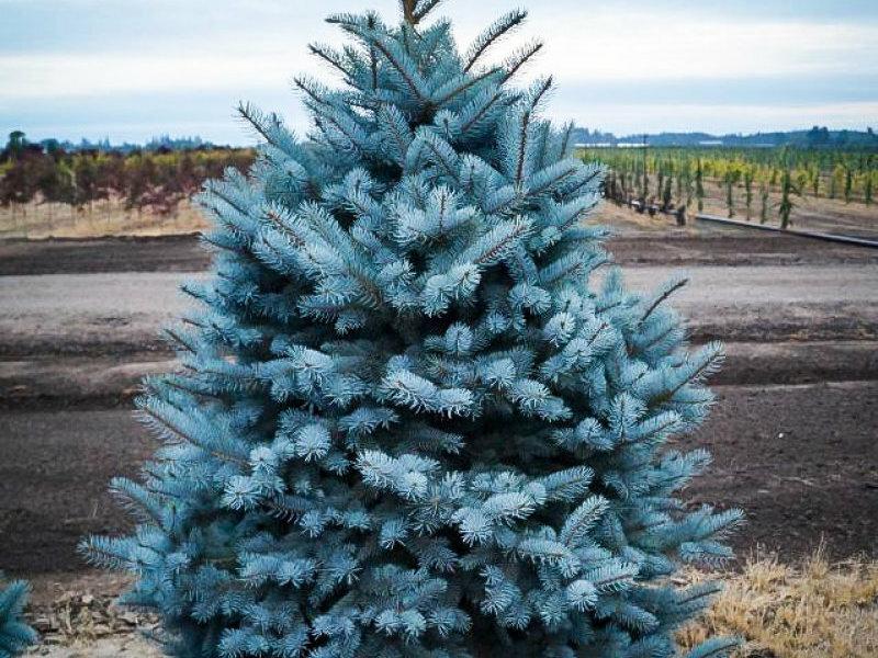 Blue spruce