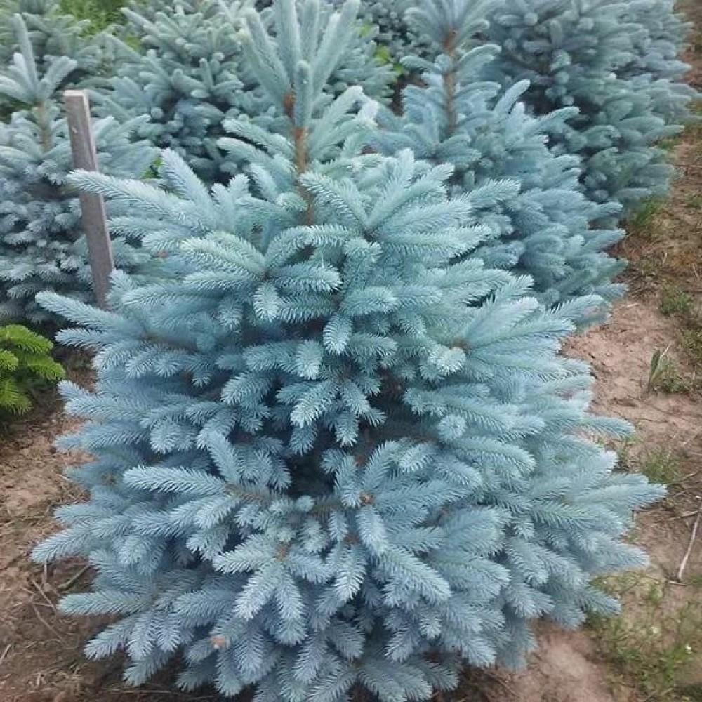 TOP 40 coniferous trees and shrubs with names, plant descriptions