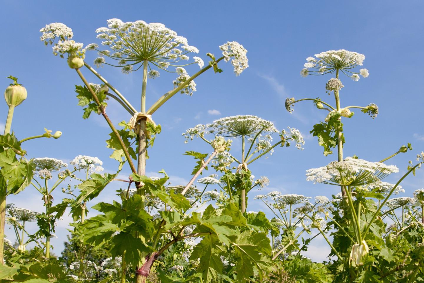 Hogweed