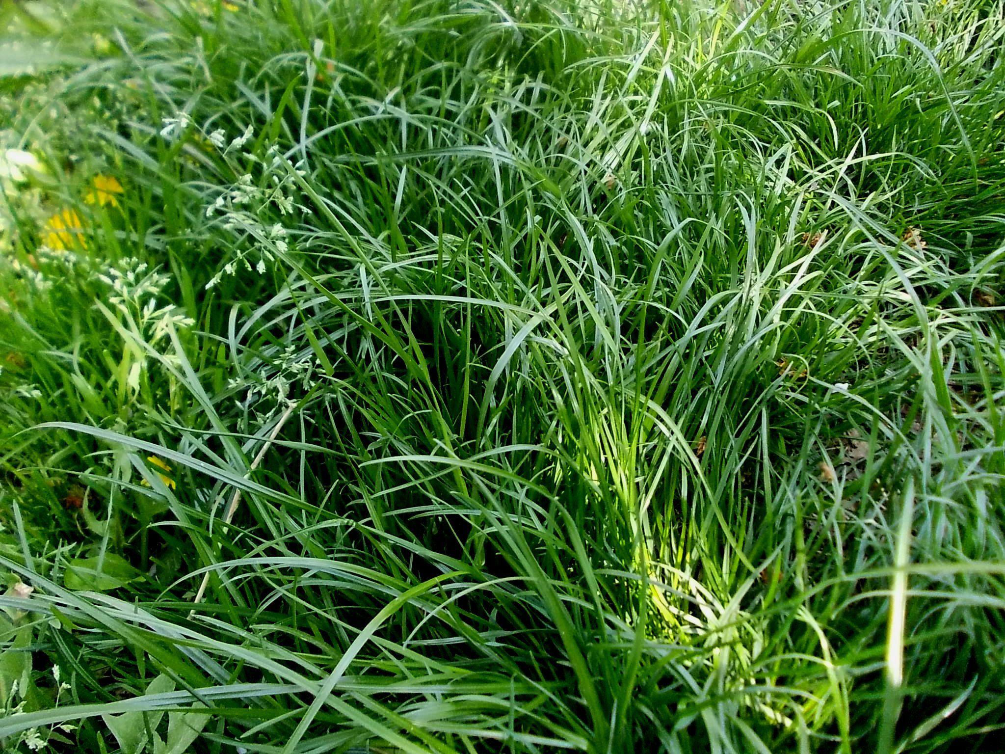 fescue meadow dacha photo