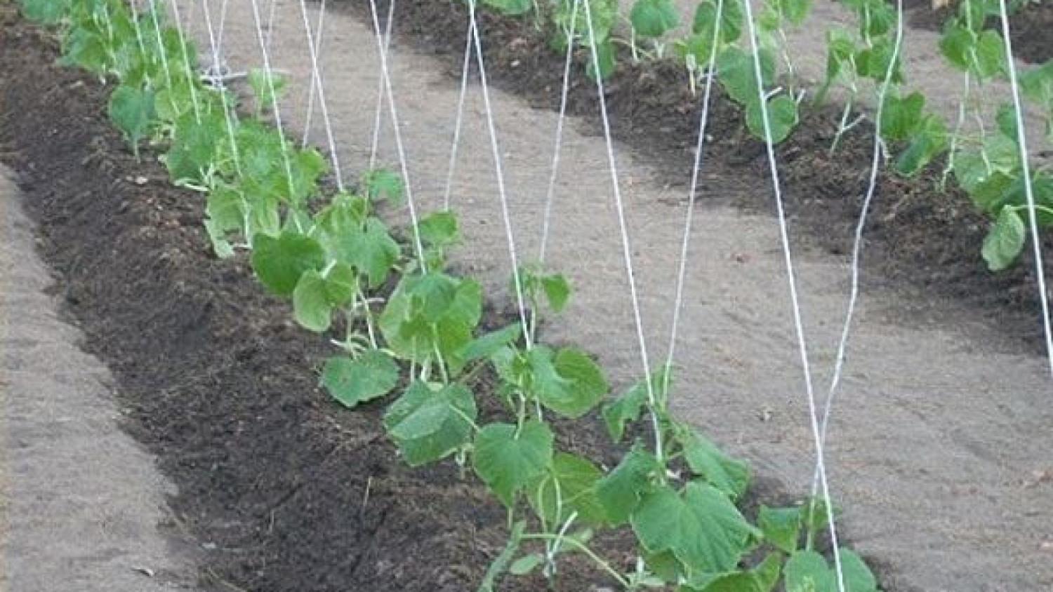 vale la pena piantare cetrioli per la foto delle piantine