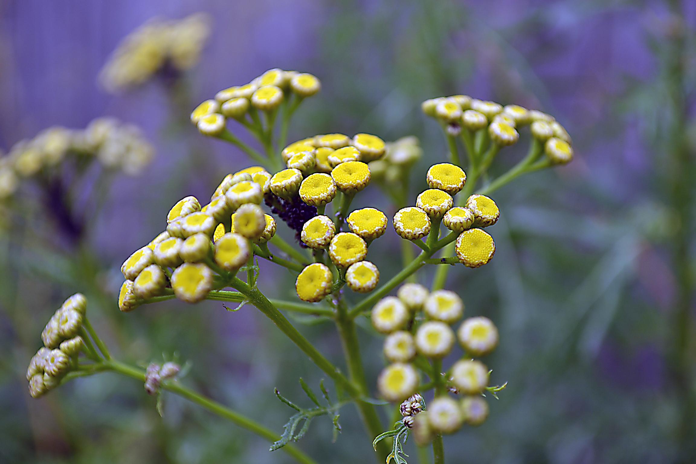 Tansy 