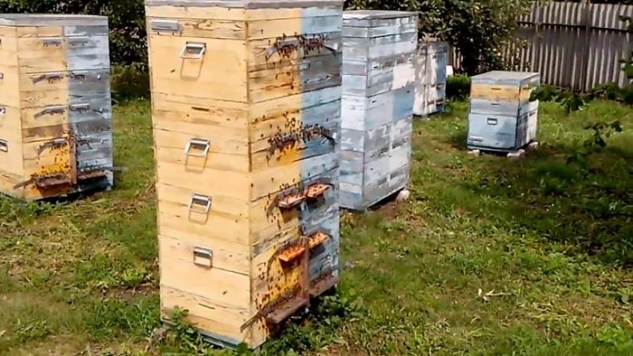 élevage de deux reines d'abeilles