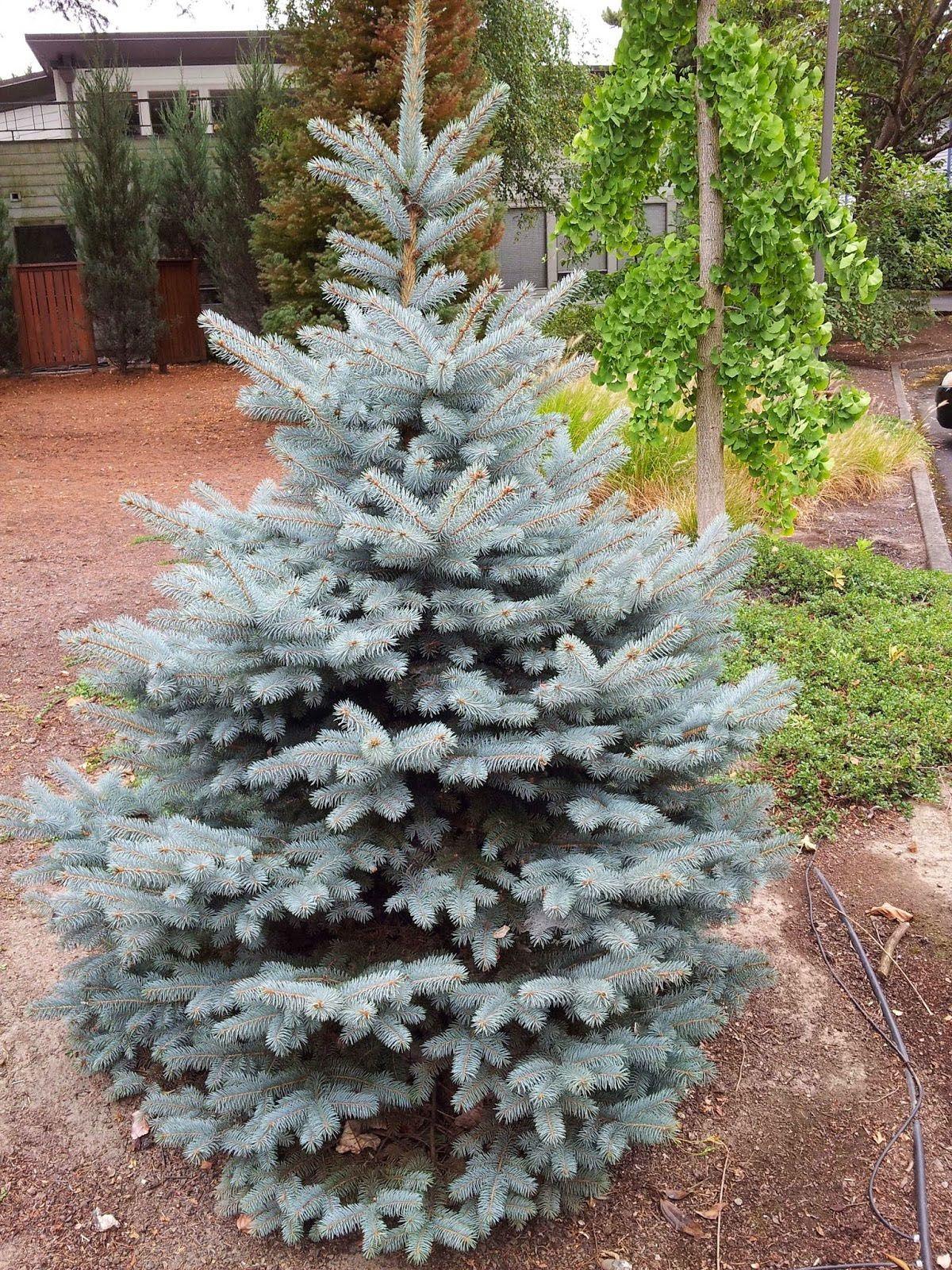 abeto de diamante azul en el jardín