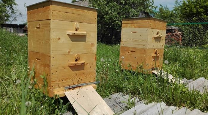 včelí útok na úl, co dělat