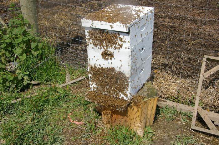 reason for bees to gather in autumn