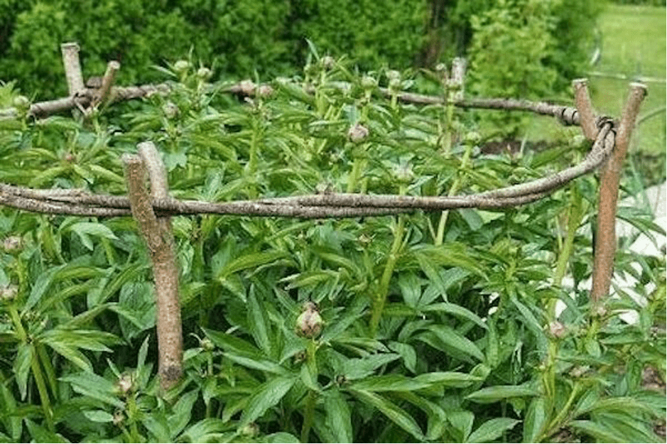 How to make beautiful supports for peonies with your own hands