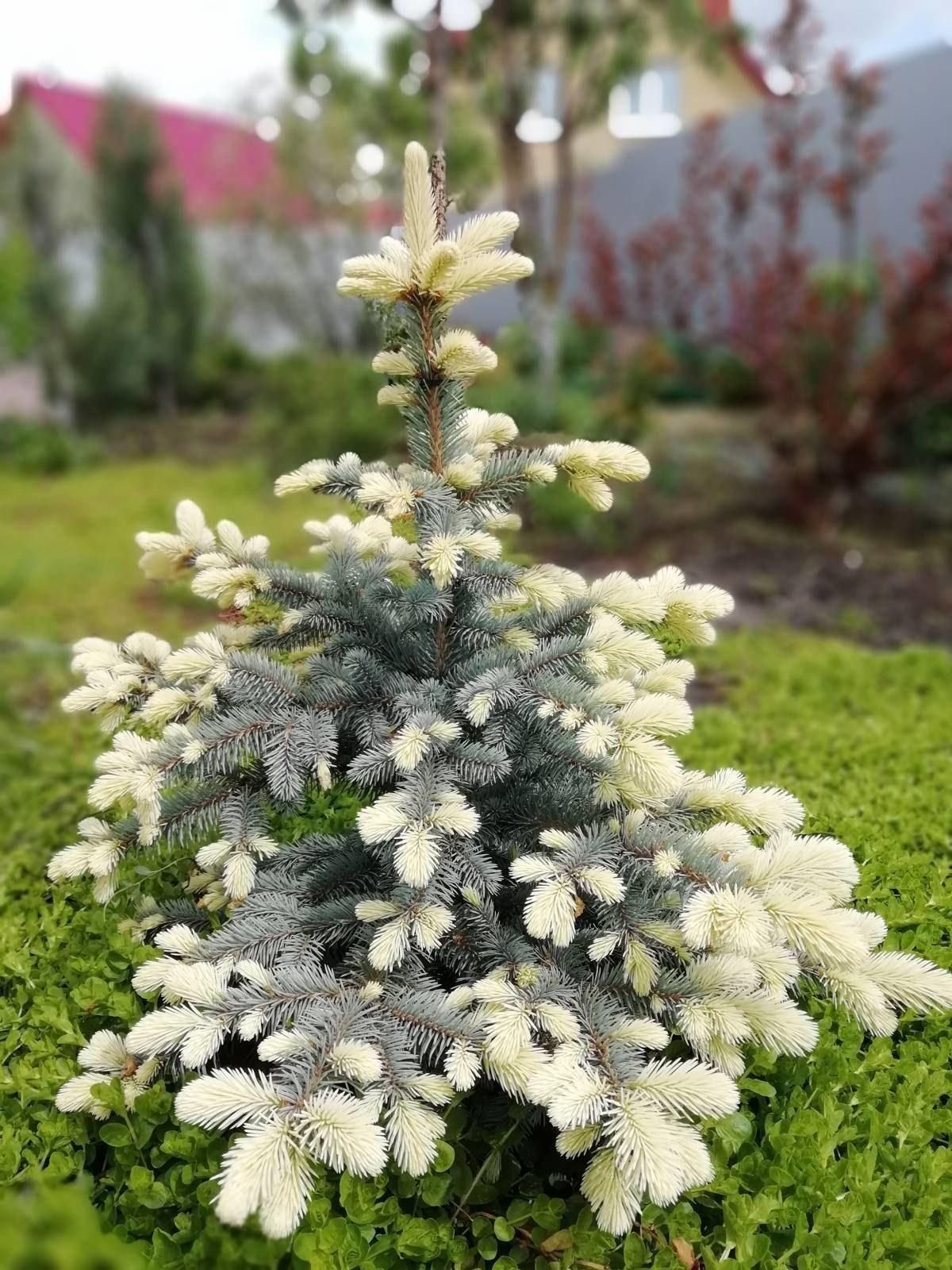 Belobokova smreka na vrtu