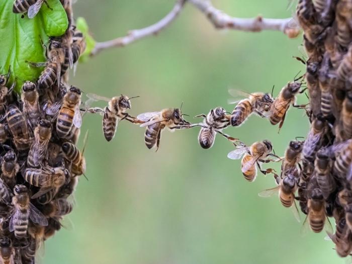 bienfaits des abeilles