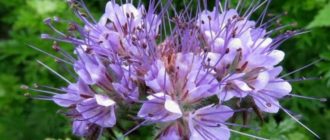 phacelia jako medonosná rostlina