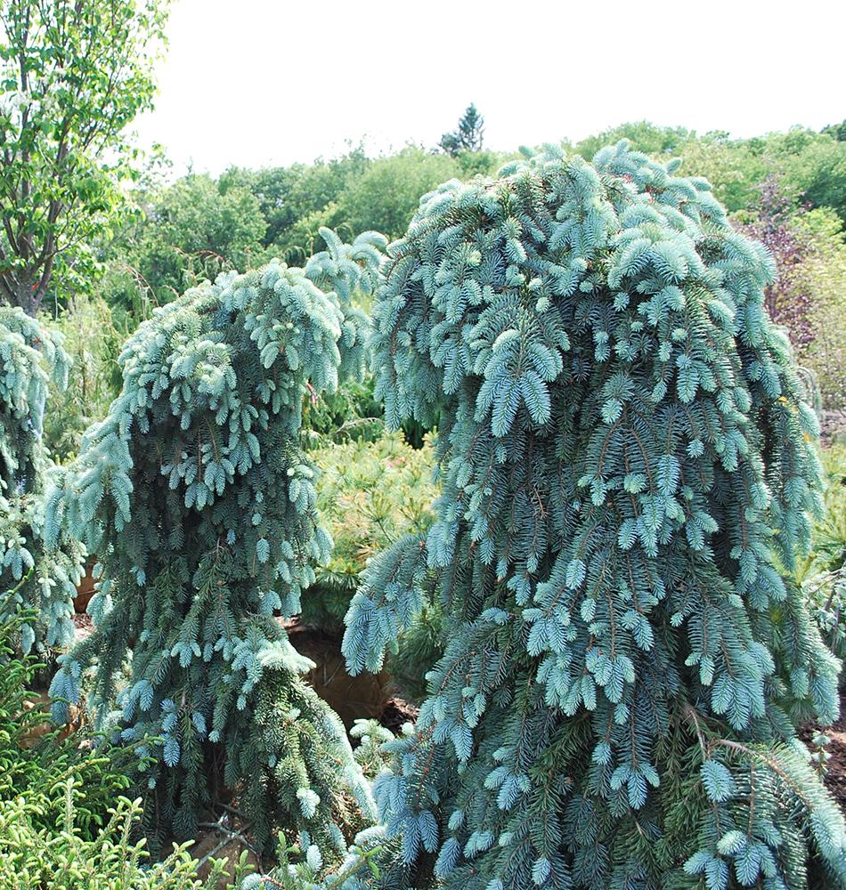 Serbisk gran sort Pendula træ