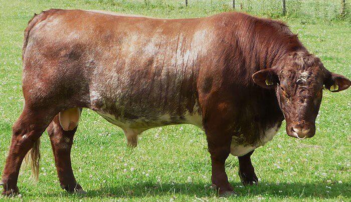 Shorthorn plemeno