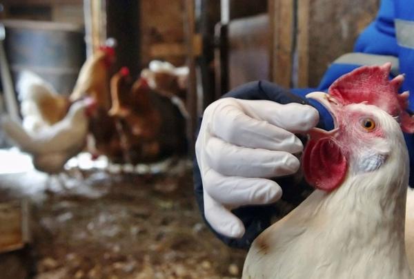 Metronidazole for chickens