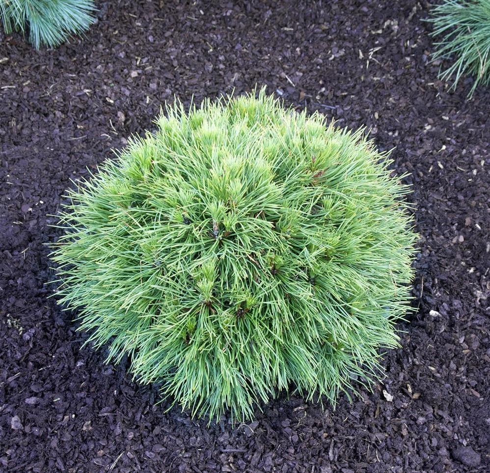 Mountain Varella pine tree