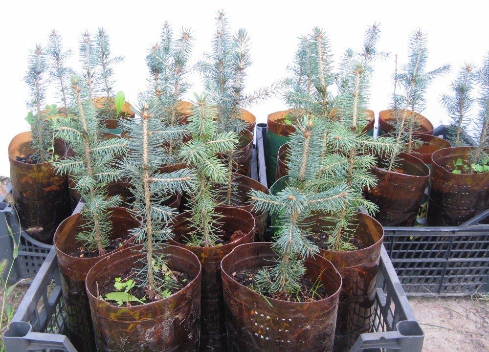 Growing spruce seed sprouts 