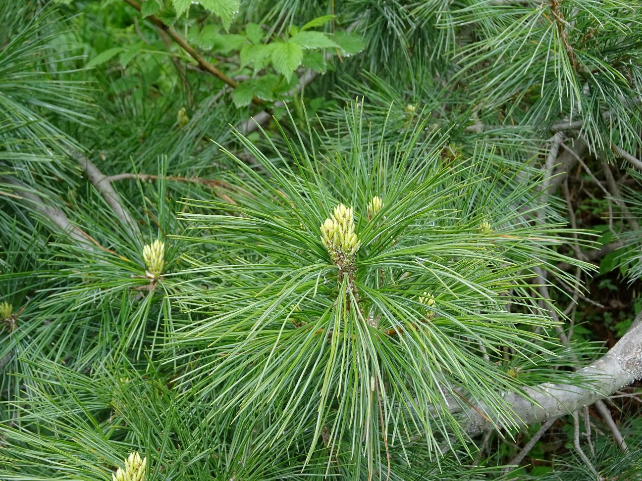 Rumelian pine