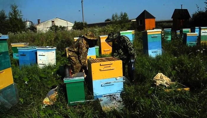 apicultura en la región de Leningrado