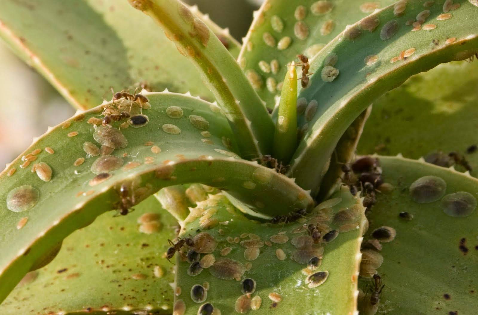 Schaalinsecten op aloëplanten binnenshuis 