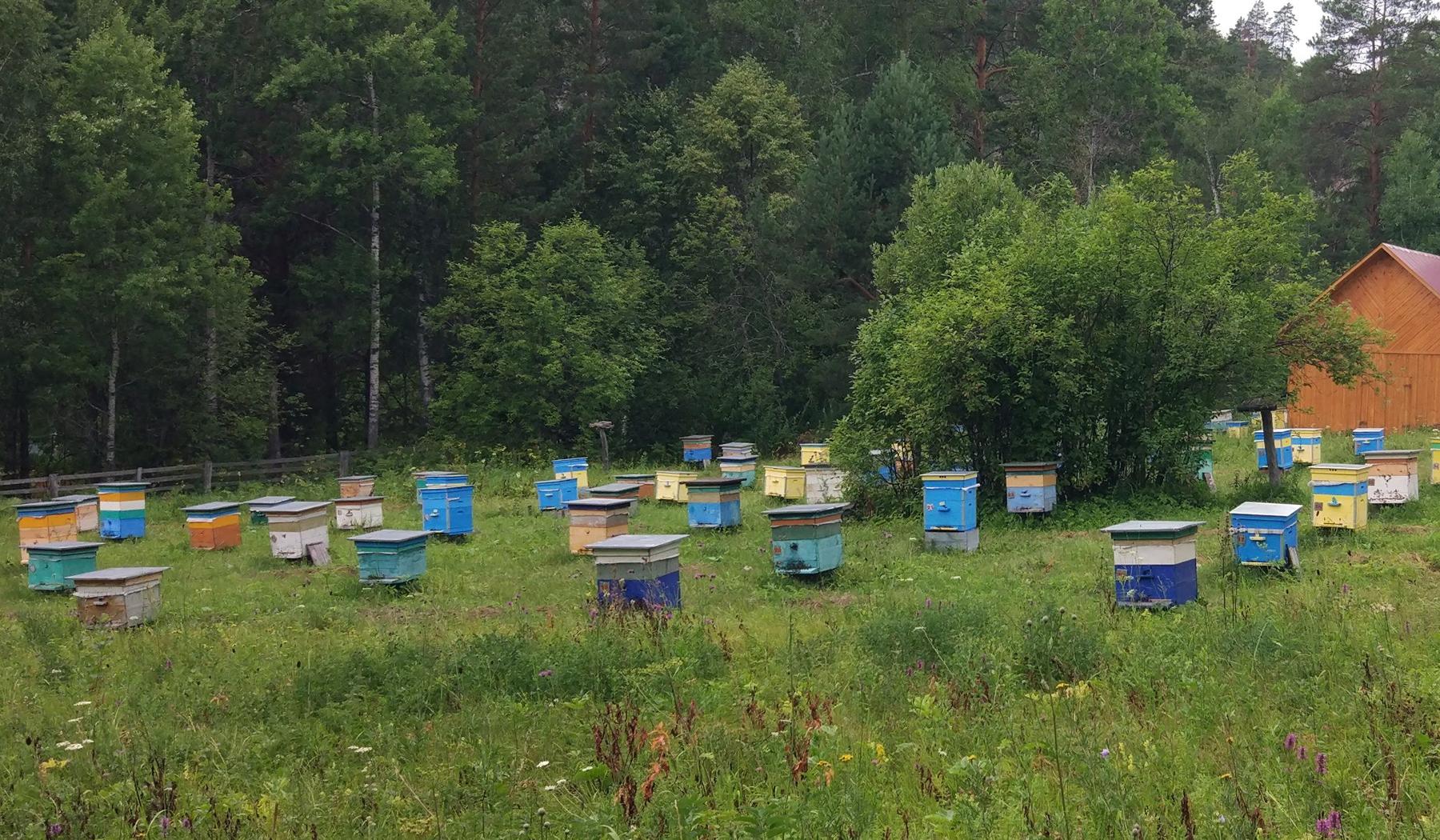 Uralský včelín