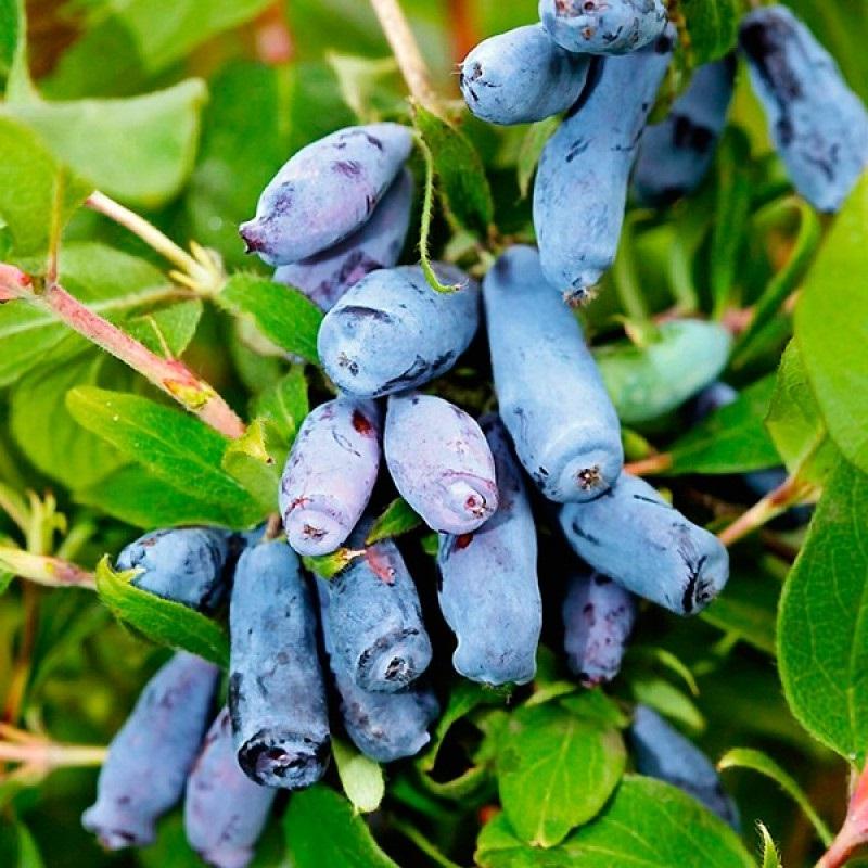 modrý zimolez odrůda Morena Dacha