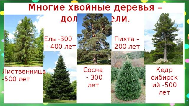 Růst různých jehličnatých stromů