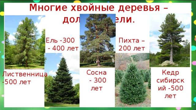 Growth of different coniferous trees