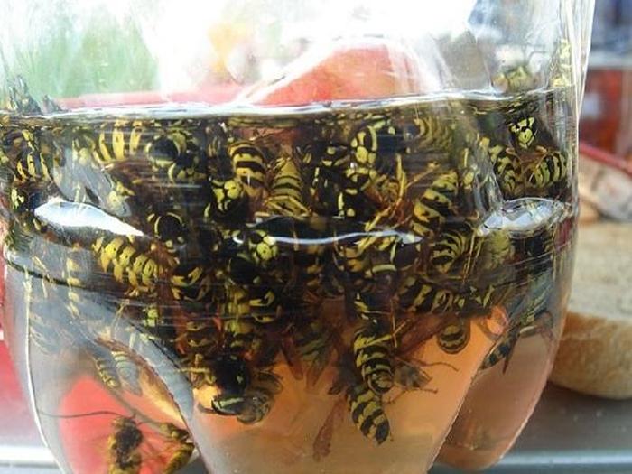 lahvová past na včely