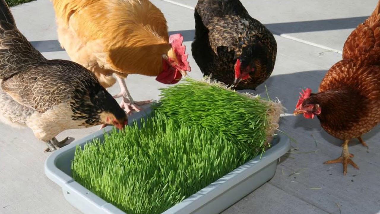 feed chickens and laying hens grass