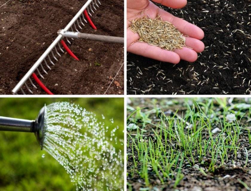 semer de l'herbe à gazon dans la datcha