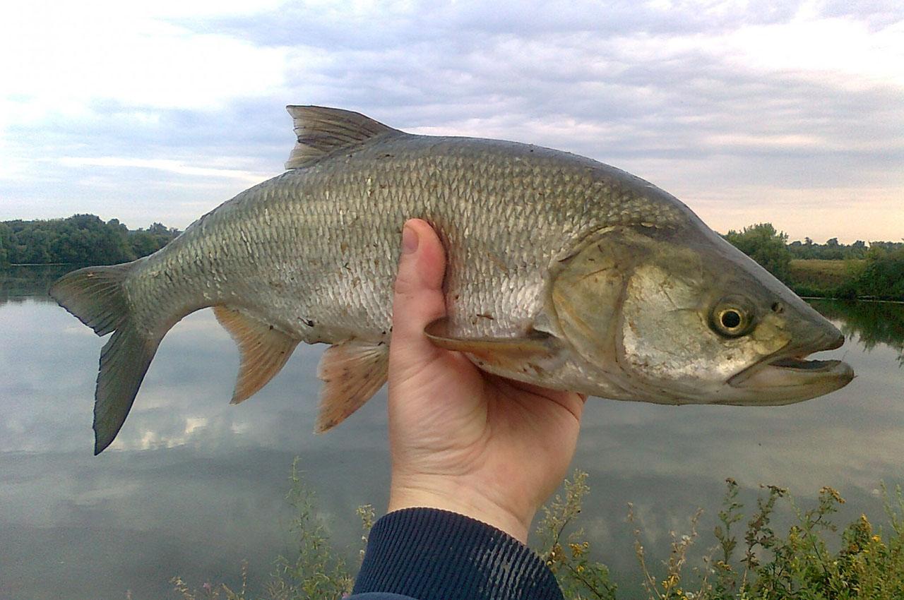 List and description of 39 predatory and herbivorous river fish, their features