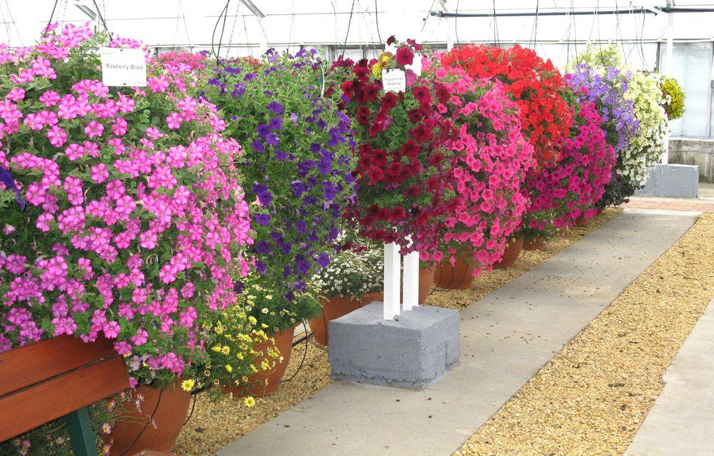 Petunia ampelachtige en trapsgewijze bloemen verschillen