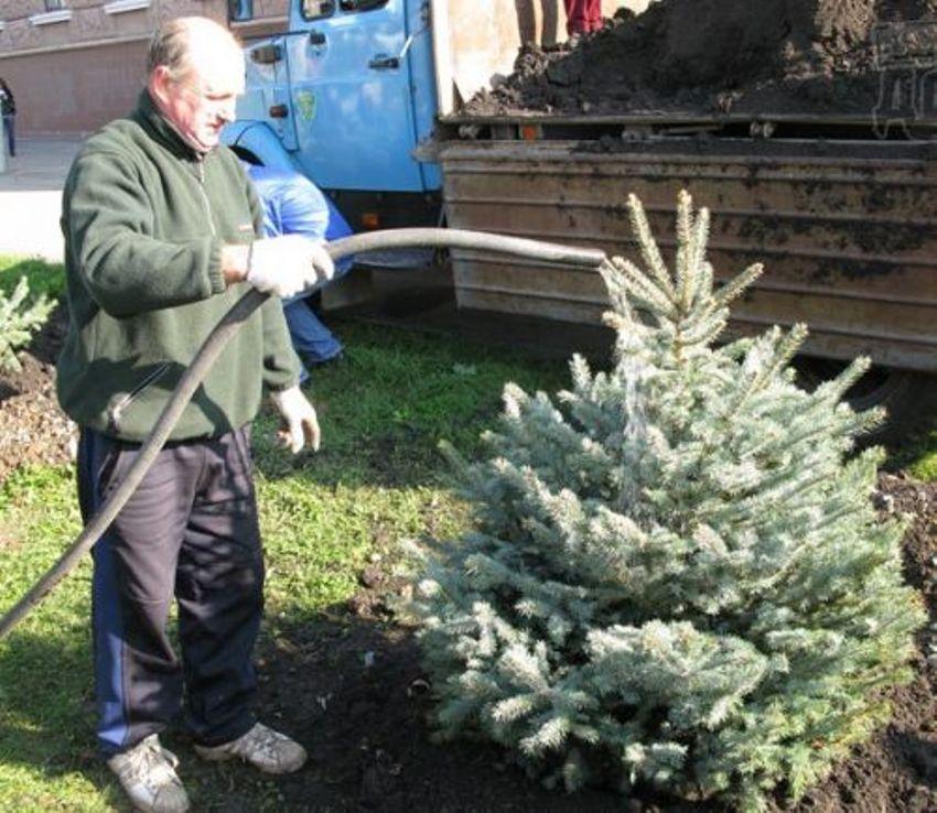 plant and grow blue spruce watering