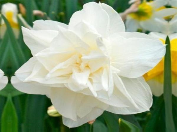 narcisos de Calgary