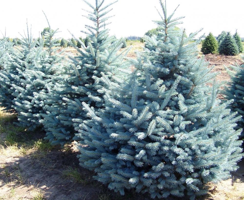 Plantación de abeto azul real 