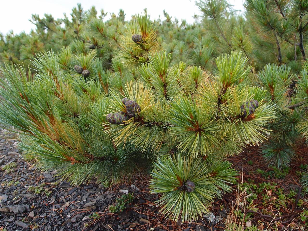 plantering av cederträ 