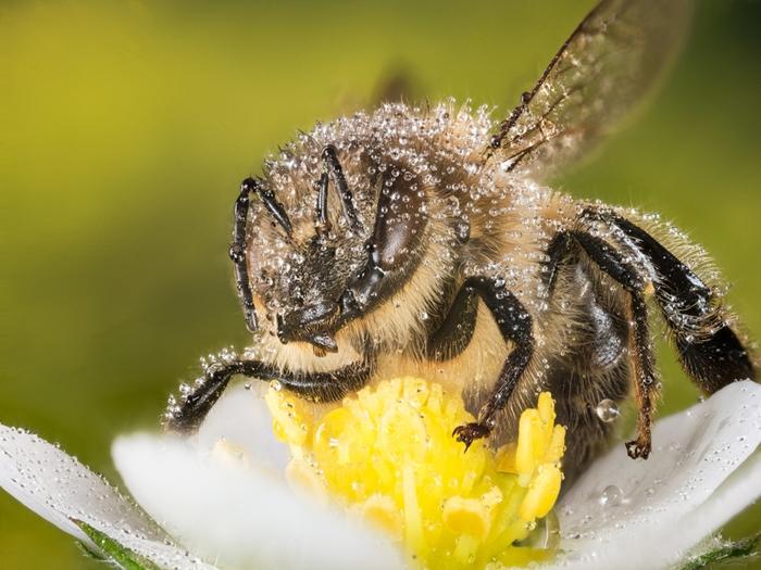 wie Bienen Honig herstellen