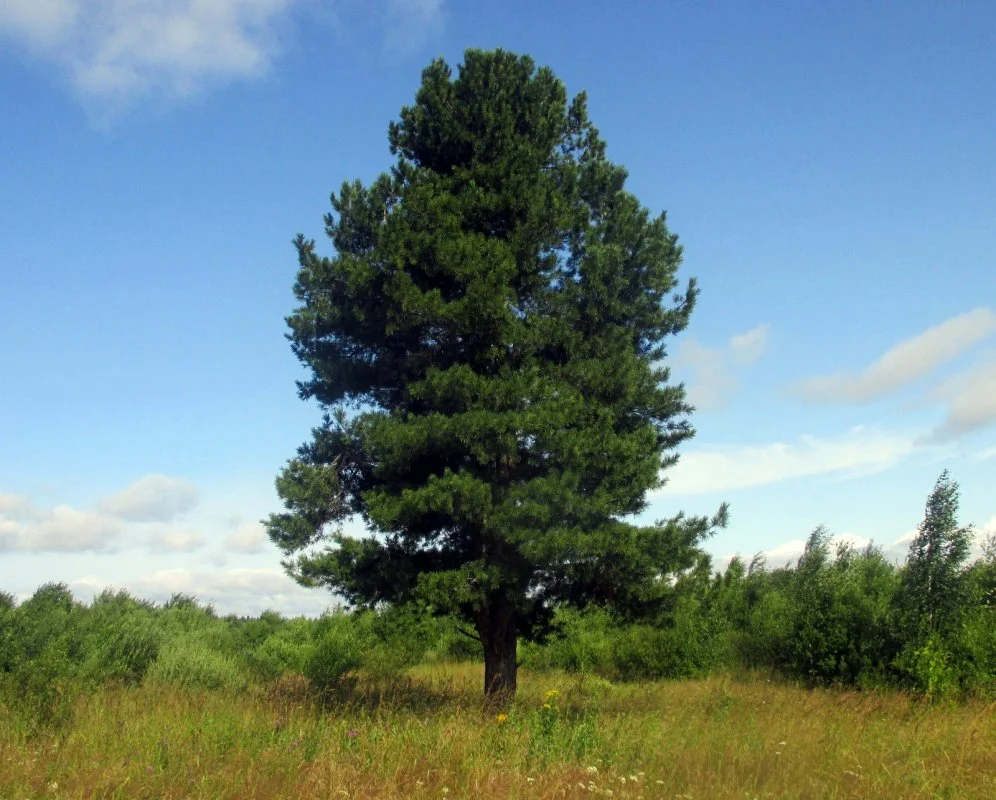 Cedar pain