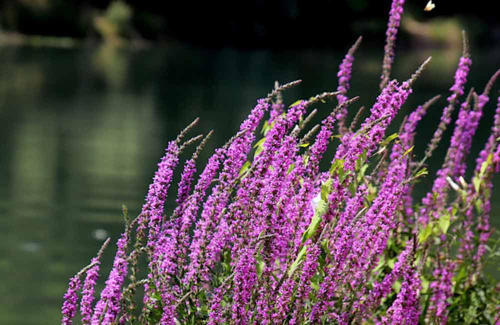 Fotografija Loosestrife